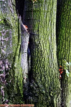 IMG_ (10025)